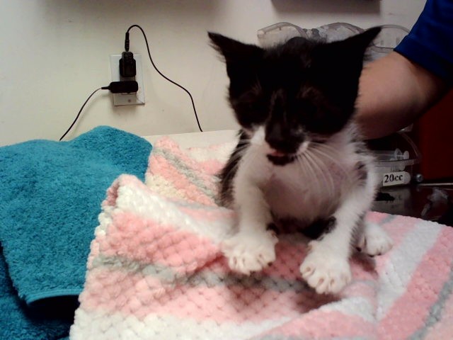 Adoptable Cat