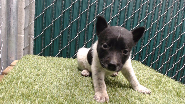 Coco
