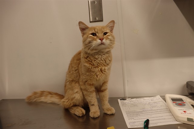 Adoptable Cat