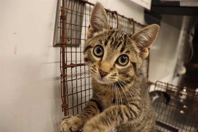 Adoptable Cat