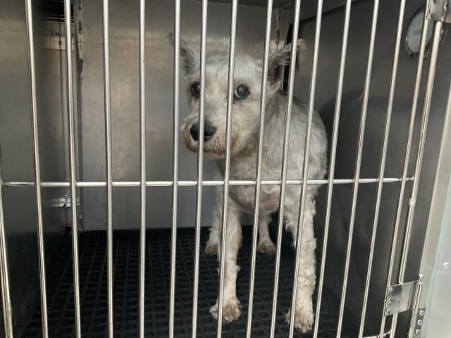 Adoptable Dog