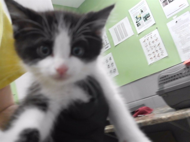 Jax