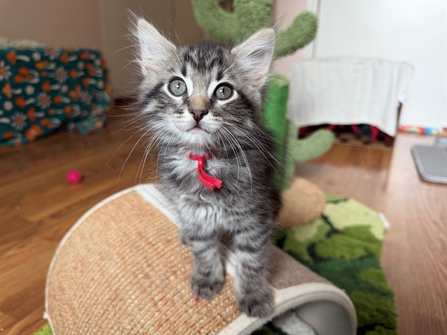 Ivy