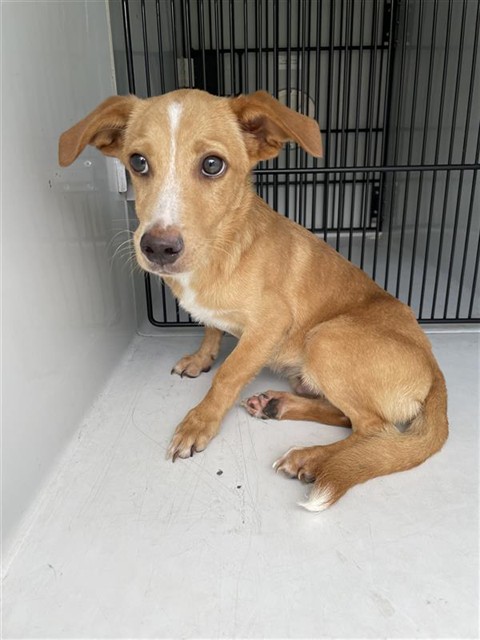 Adoptable Dog