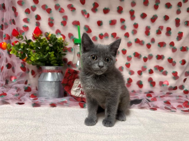 Isobel