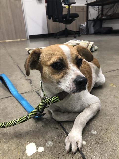 Adoptable Dog