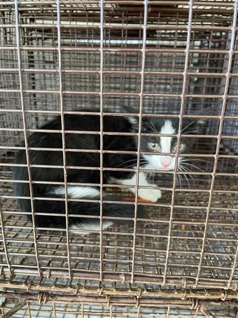 Adoptable Cat