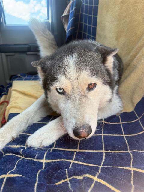 Adoptable Dog