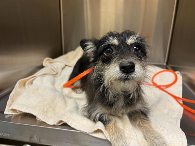 Adoptable Dog