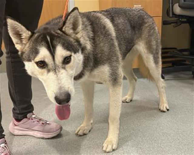 Adoptable Dog