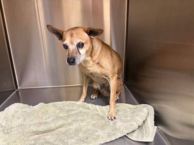 Adoptable Dog