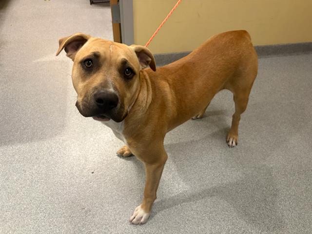 Adoptable Dog