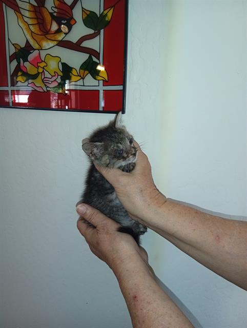 Adoptable Cat