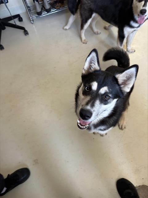 Lulu