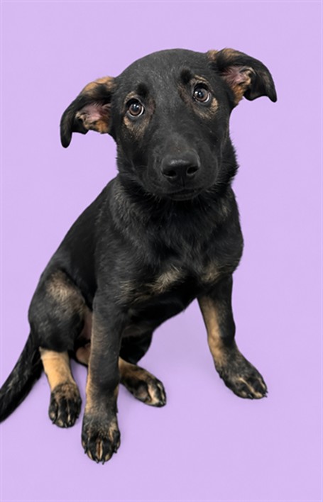 Adoptable Dog