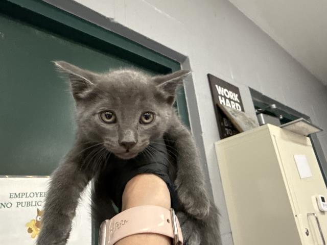 Adoptable Cat