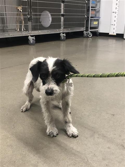 Adoptable Dog