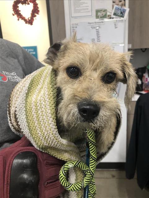 Adoptable Dog
