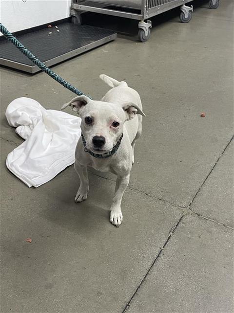Adoptable Dog