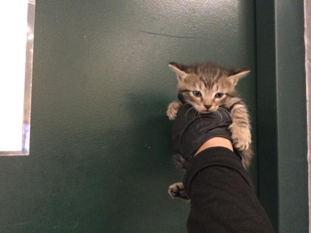 Adoptable Cat