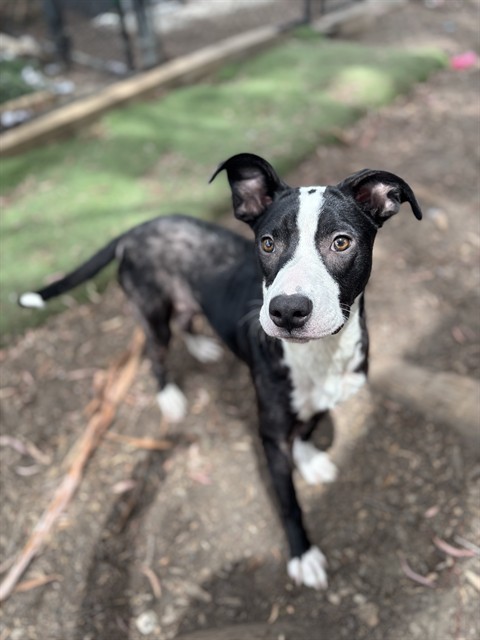 "Milo"