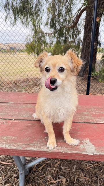 Adoptable Dog