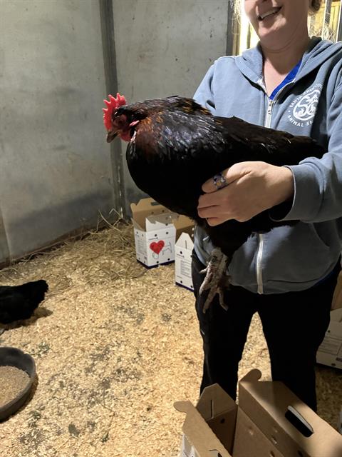Adoptable Bird