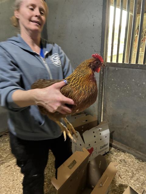 Adoptable Bird