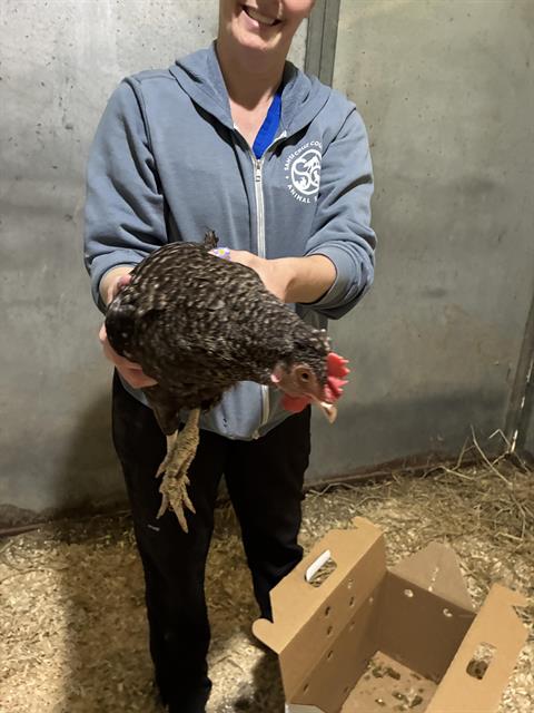 Adoptable Bird