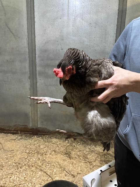 Adoptable Bird