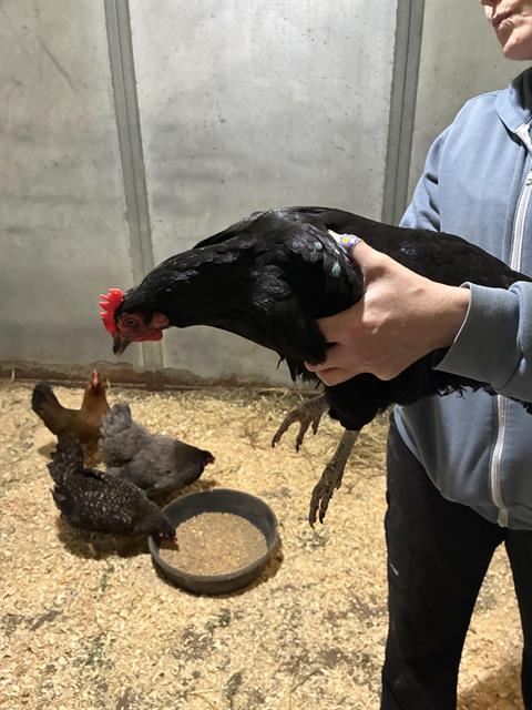 Adoptable Bird