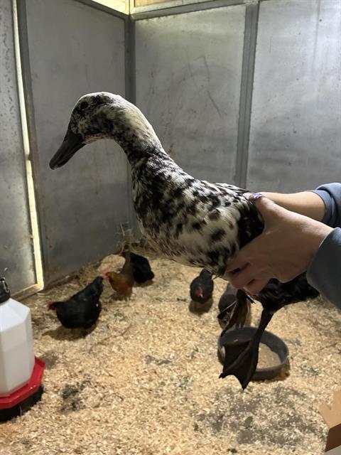 Adoptable Bird