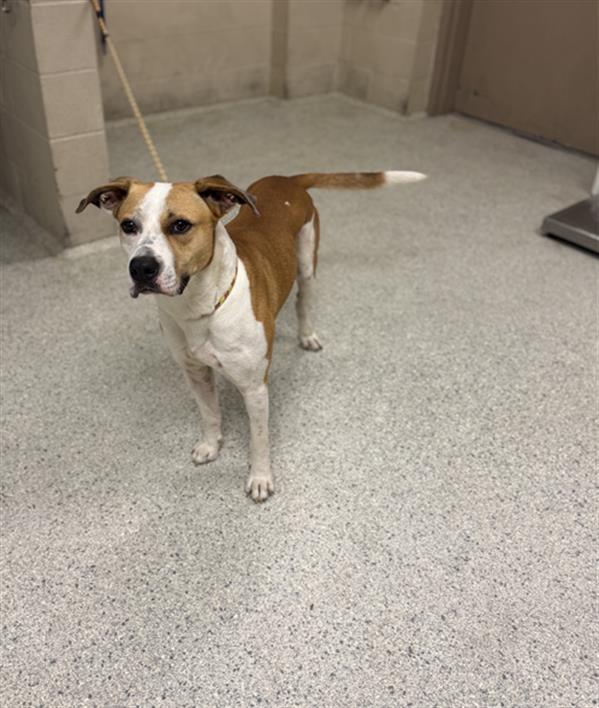 Adoptable Dog