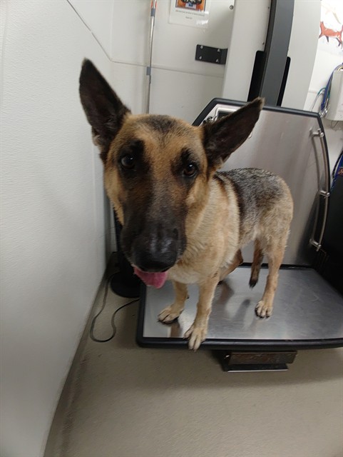 Adoptable Dog