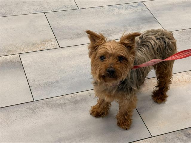 Adoptable Dog