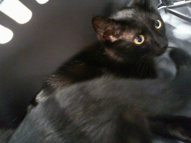 Adoptable Cat
