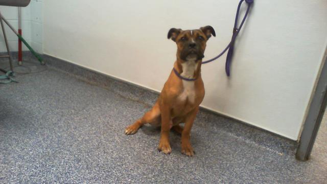Adoptable Dog