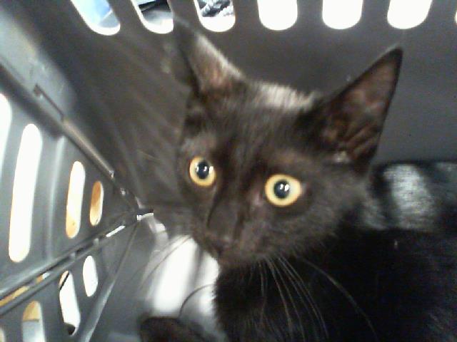 Adoptable Cat