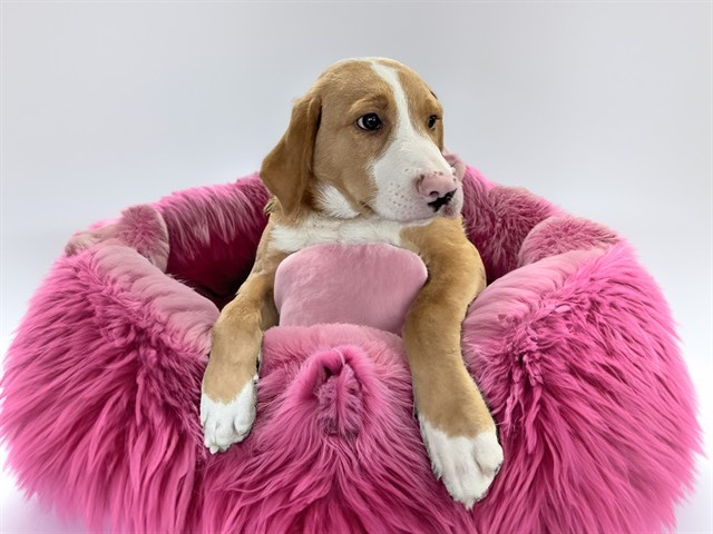 Posie