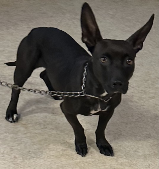 Adoptable Dog