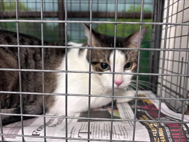 Adoptable Cat
