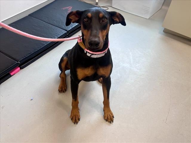 Adoptable Dog