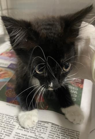 Gabriella