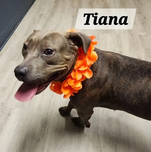 Tiana