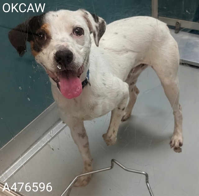 Adoptable Dog