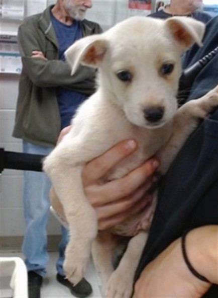 Adoptable Dog