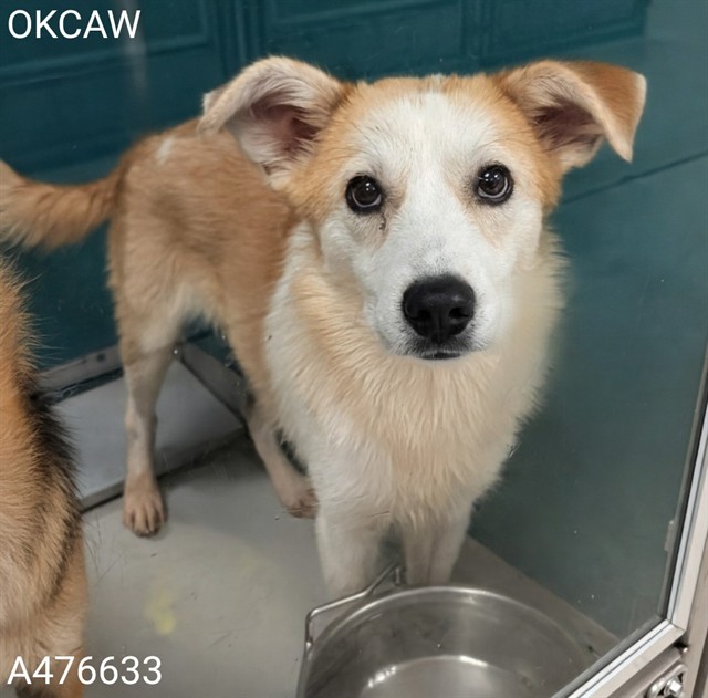 Adoptable Dog