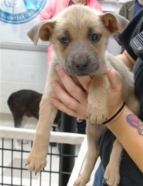 Adoptable Dog