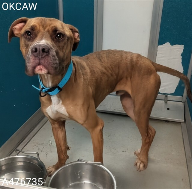 Adoptable Dog