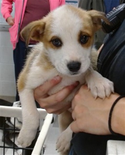 Adoptable Dog